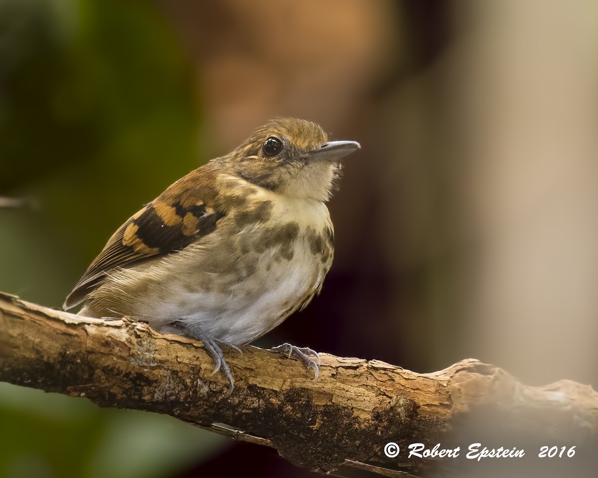 Spotted Antbird - ML92747451