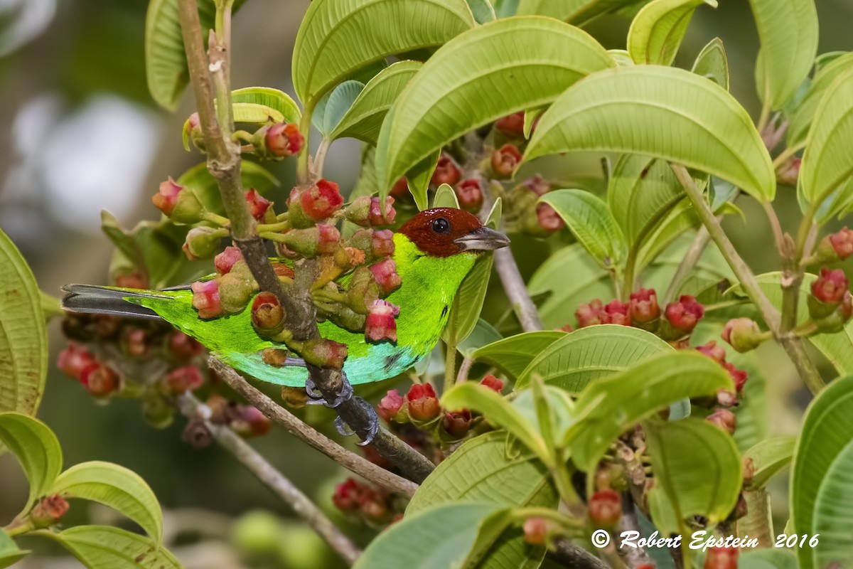 Rufous-winged Tanager - ML92747701