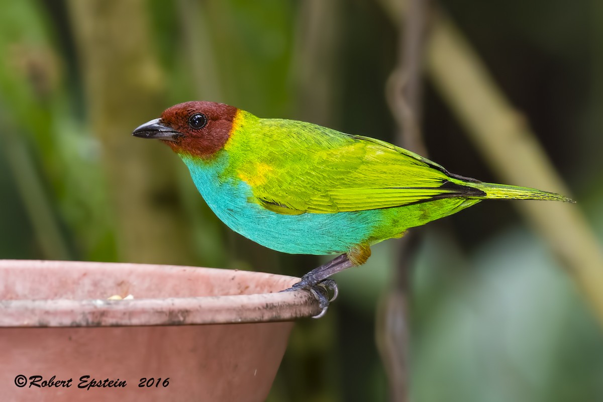 Bay-headed Tanager - ML92747781