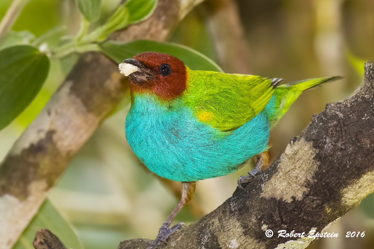 Bay-headed Tanager - ML92747791