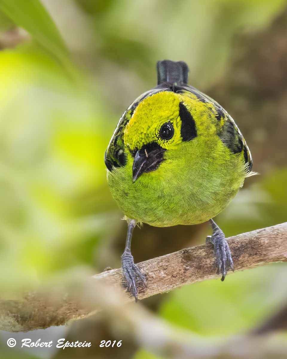 Emerald Tanager - ML92747881