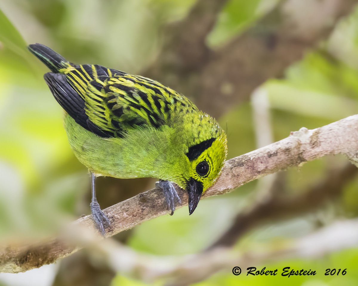 Emerald Tanager - ML92747891