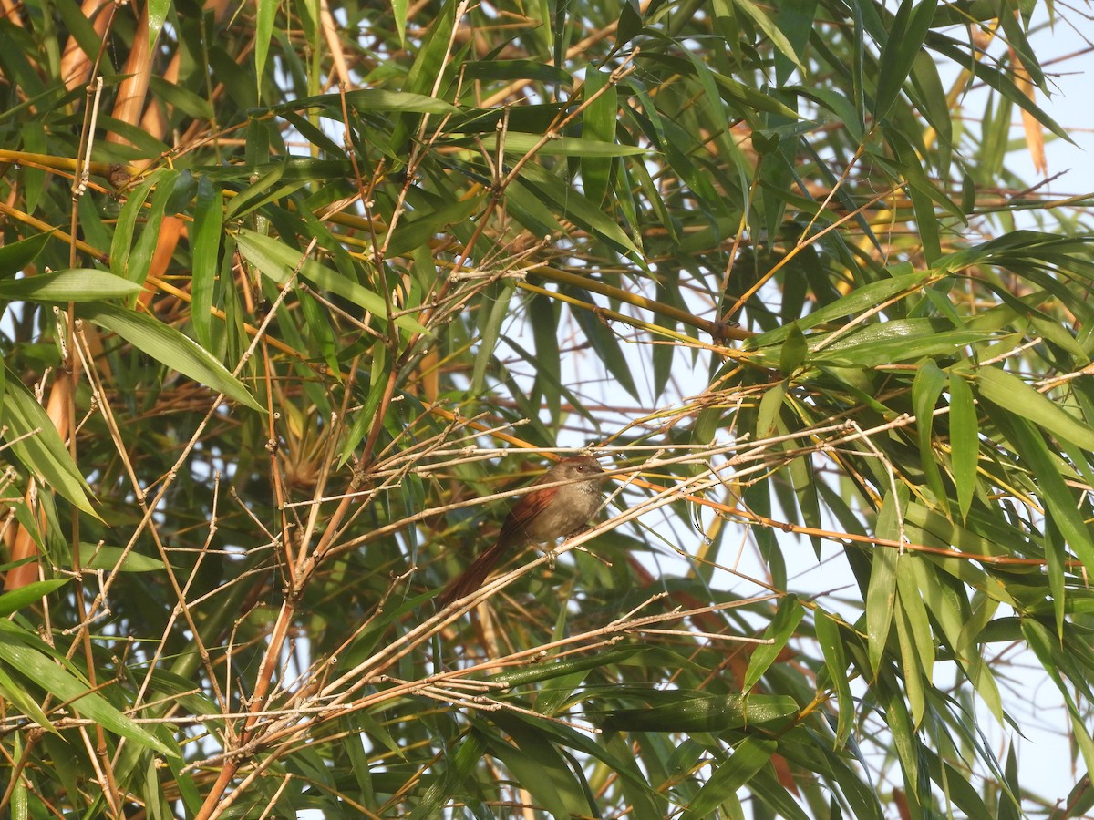 Sooty-fronted Spinetail - Silvia Enggist