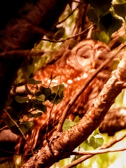 Barred Owl - Ajit Antony