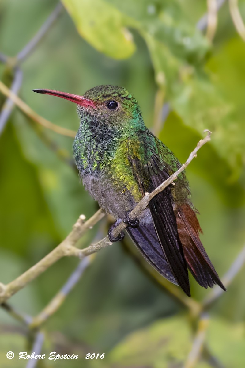 Rufous-tailed Hummingbird - ML92749241