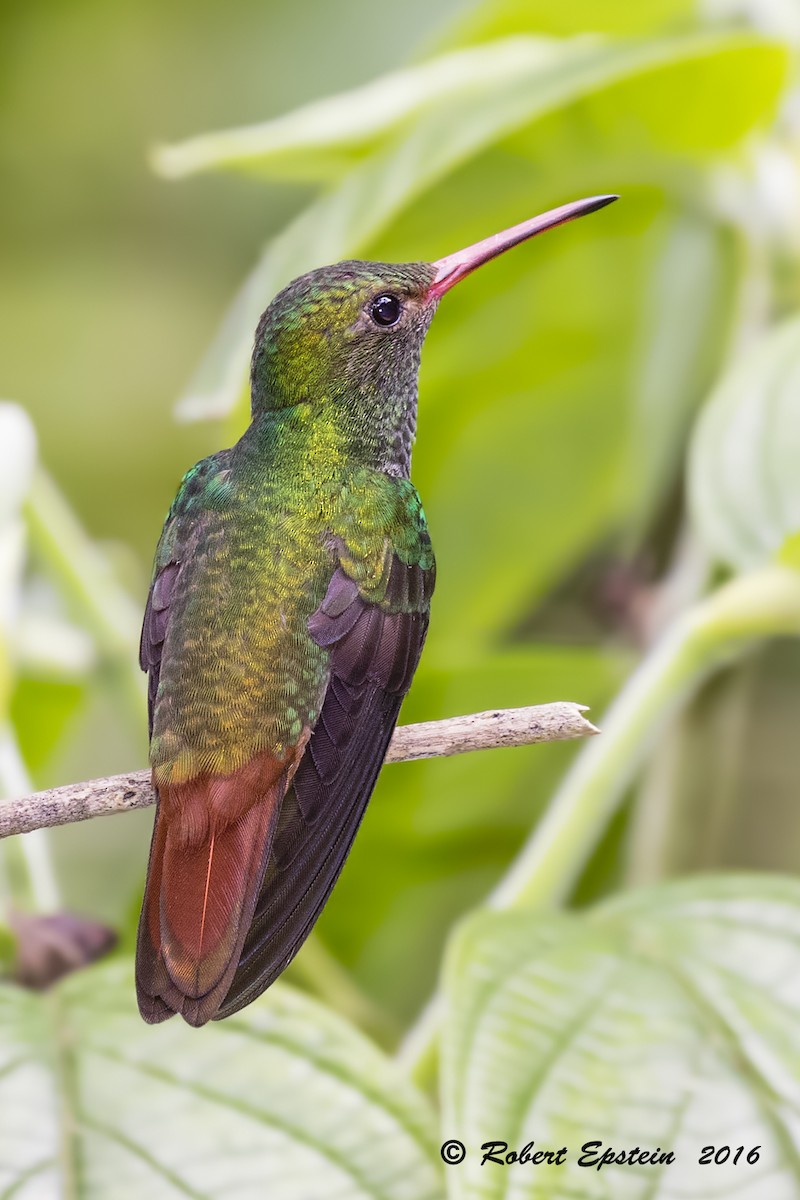 Rufous-tailed Hummingbird - ML92749251