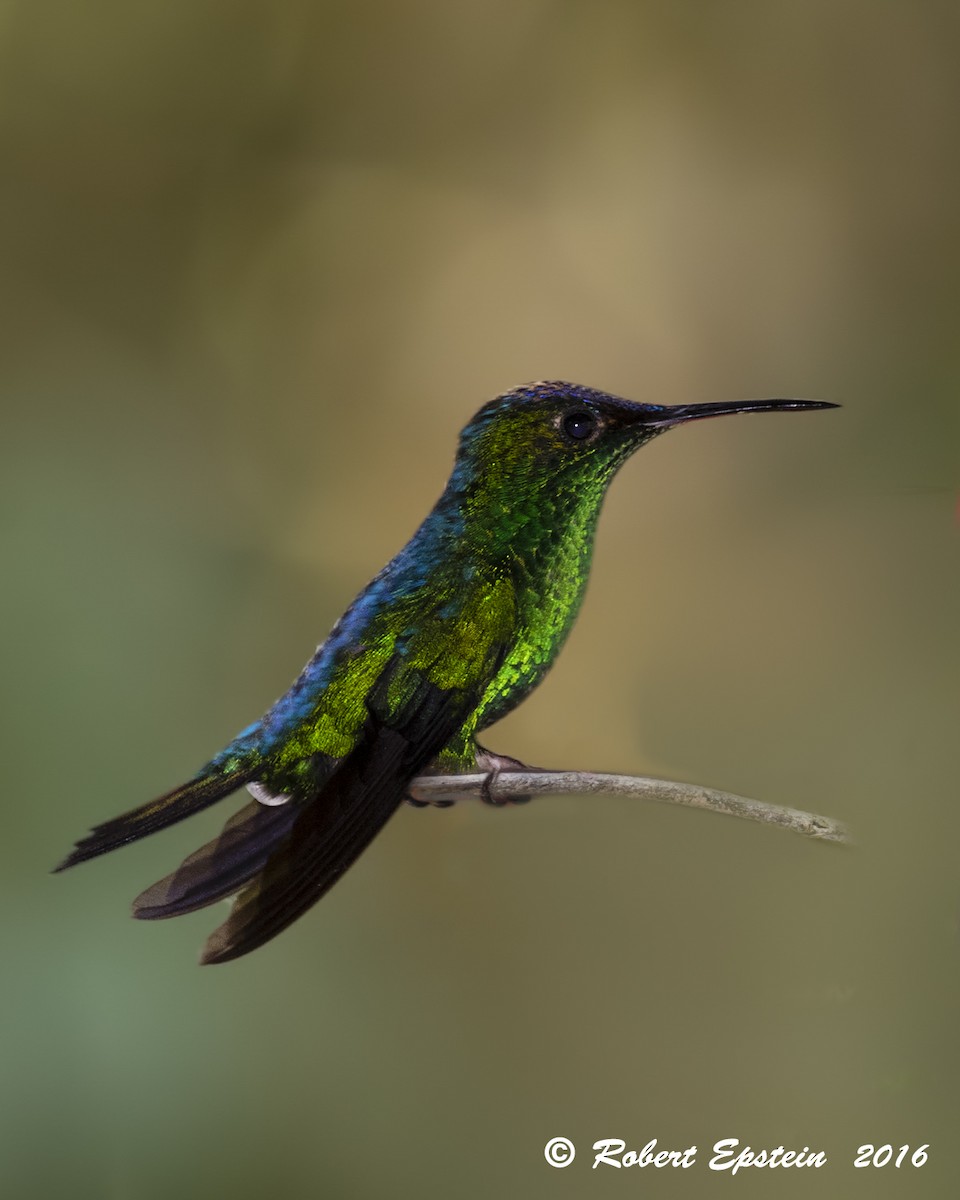 Violet-capped Hummingbird - Robert Epstein