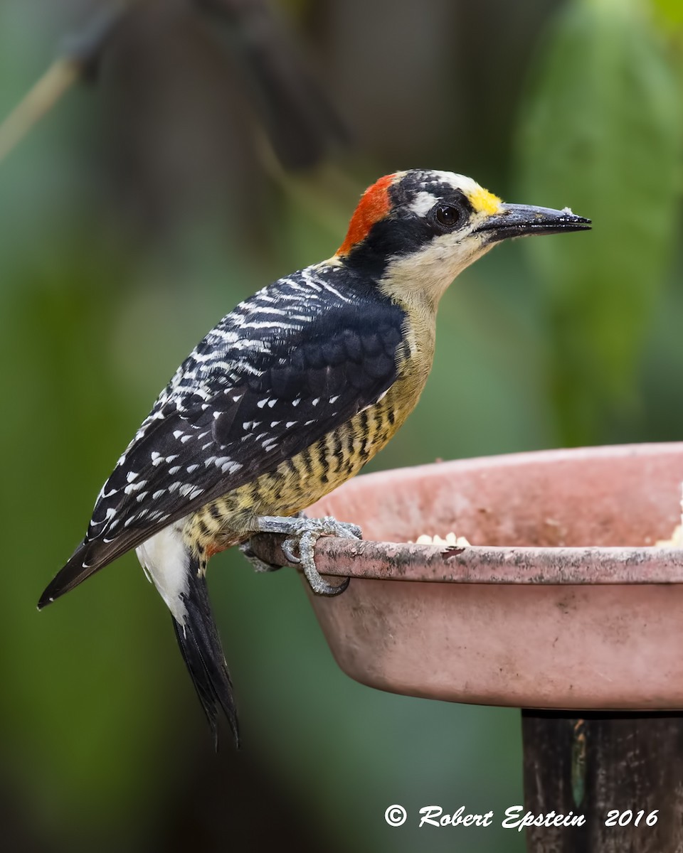 Black-cheeked Woodpecker - ML92749491