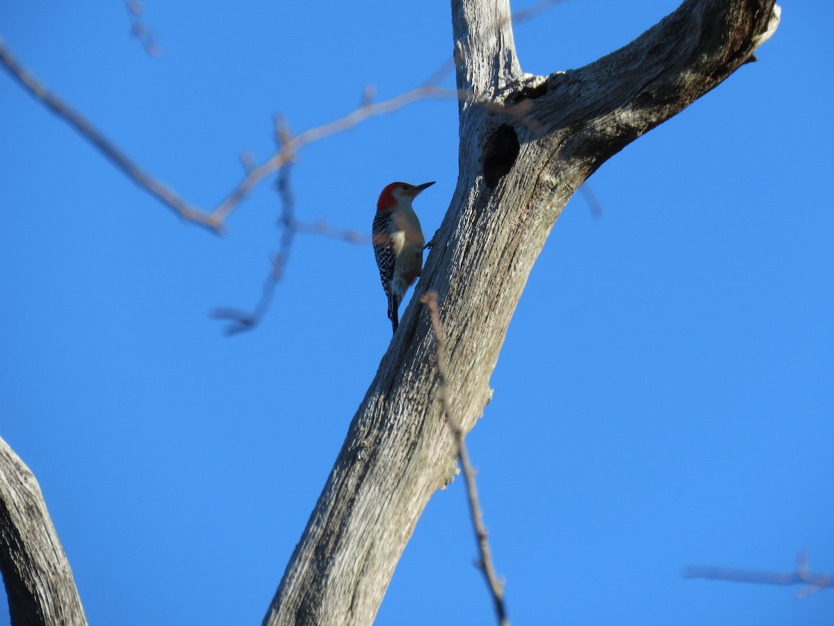 Red-bellied Woodpecker - Kathleen Coyle