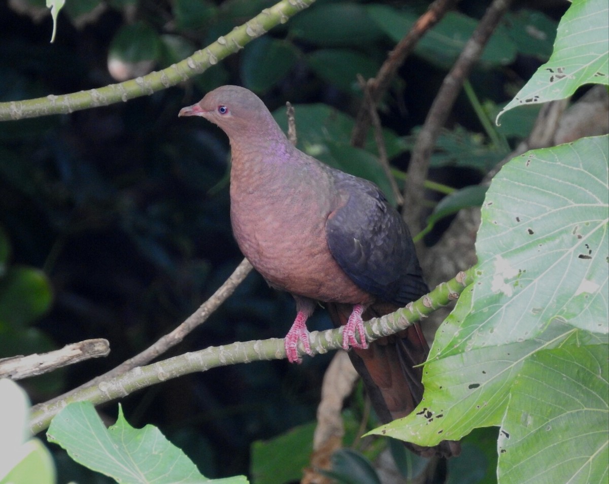 Philippine Cuckoo-Dove - Somkiat Pakapinyo