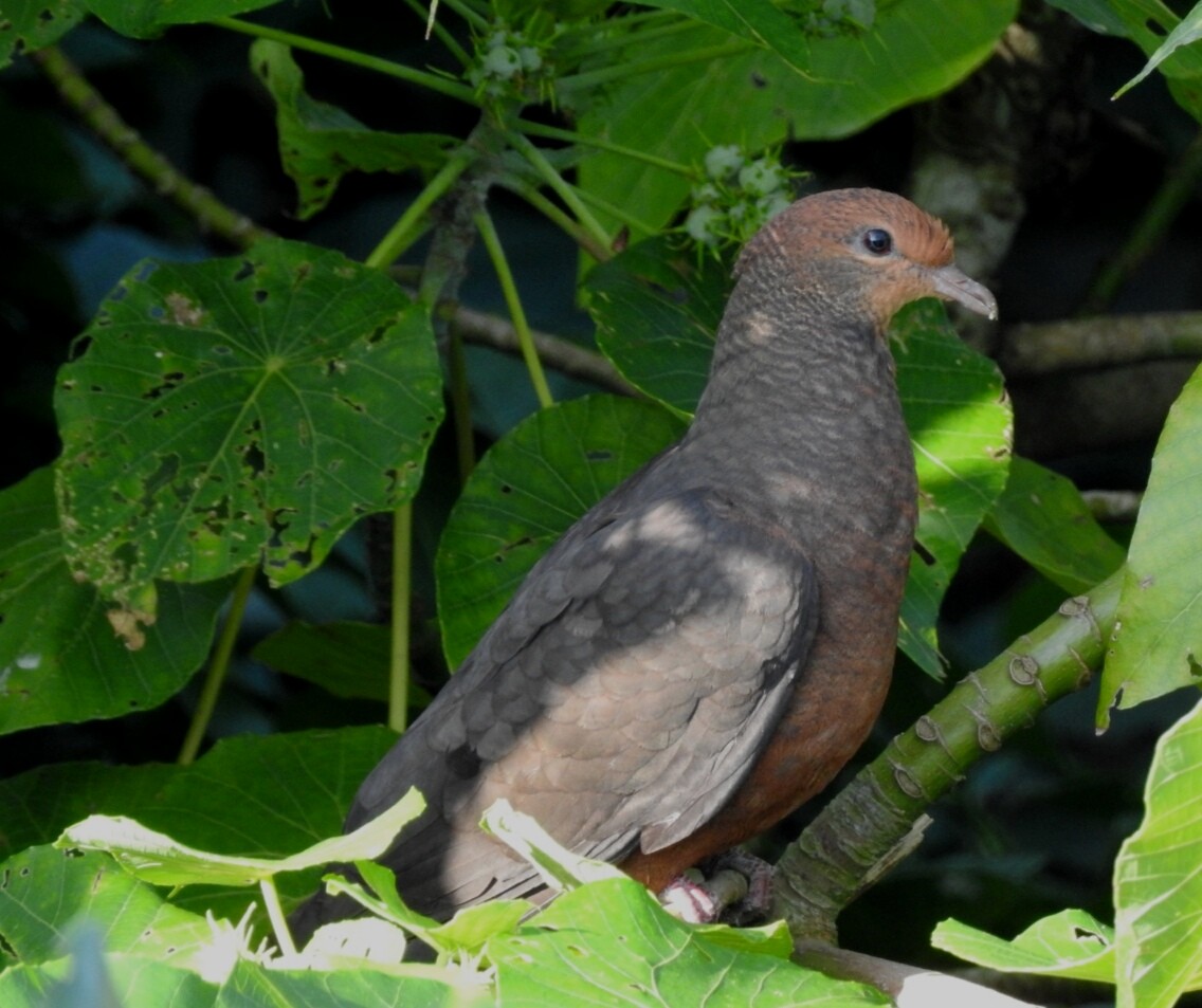 Philippine Cuckoo-Dove - ML92751551