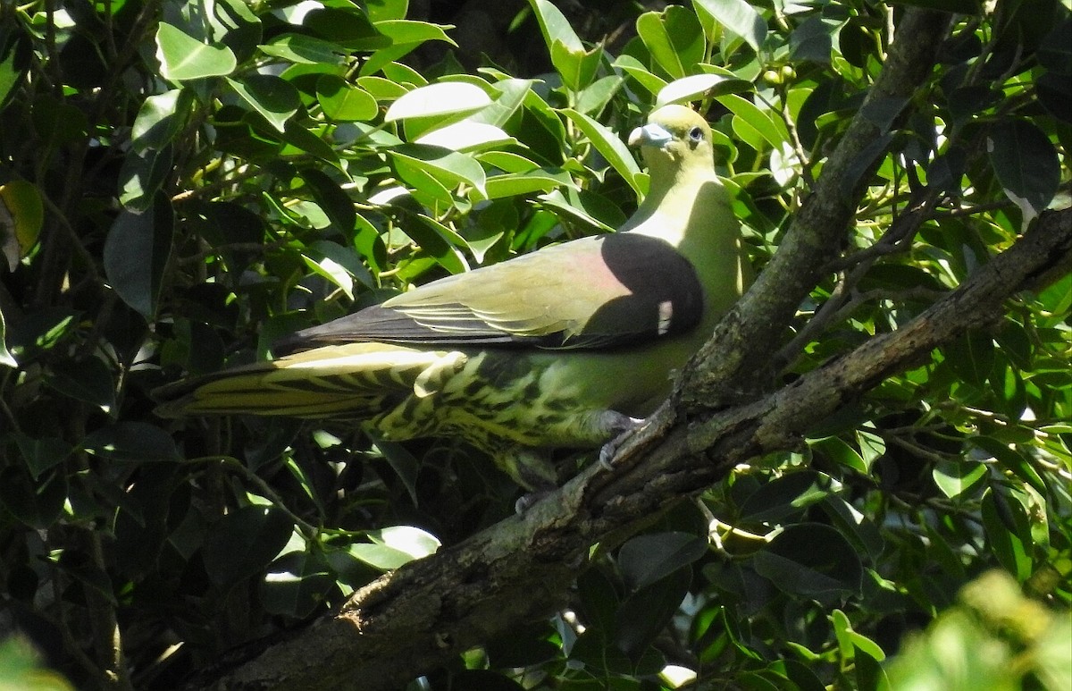 Whistling Green-Pigeon (Taiwan) - ML92751711