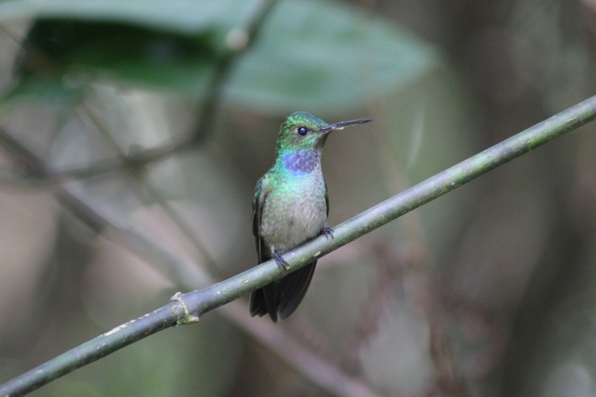 Blue-chested Hummingbird - Edmundo Cataño
