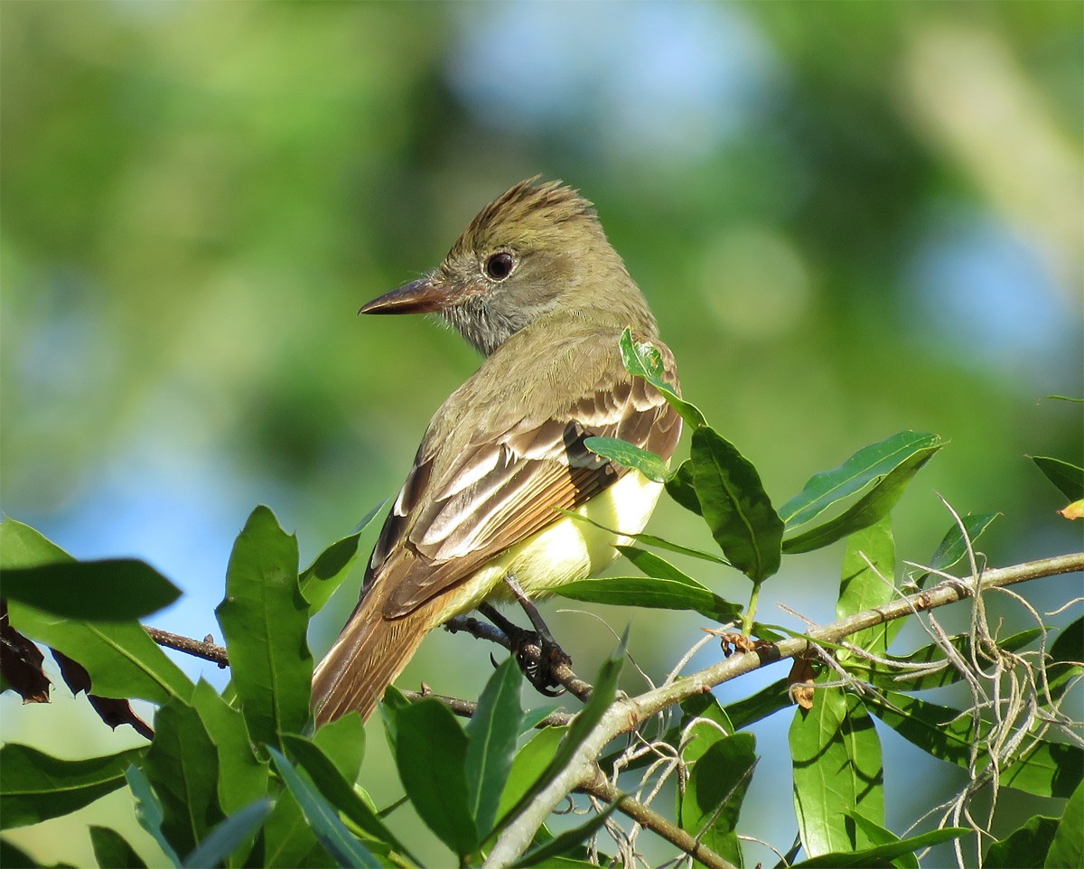 Great Crested Flycatcher - Amy Evenstad