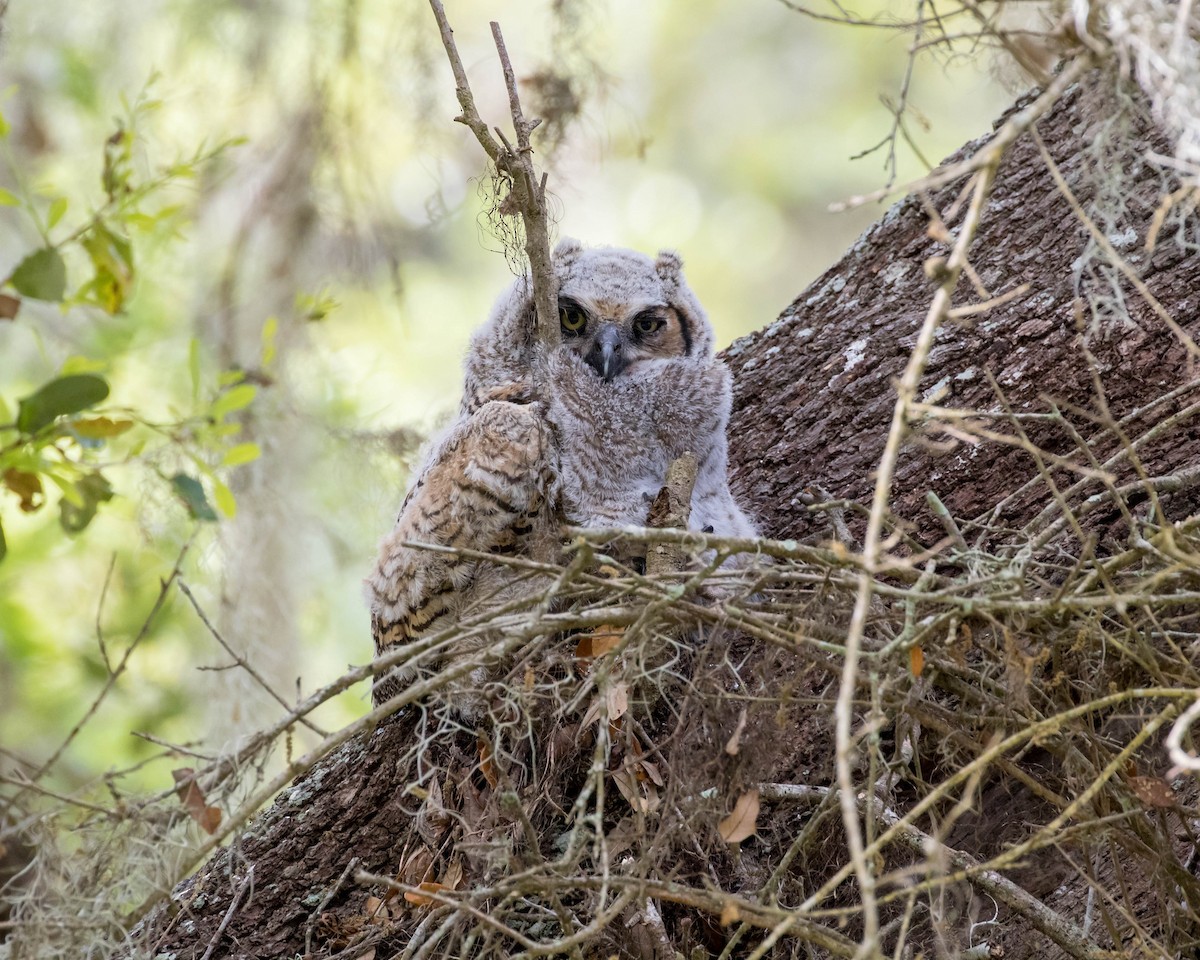 Great Horned Owl - ML92758741