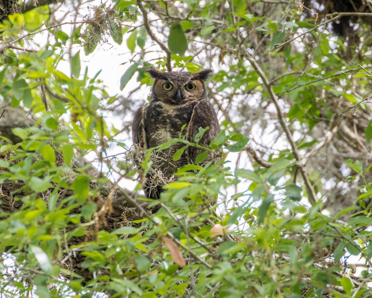 Great Horned Owl - ML92758751