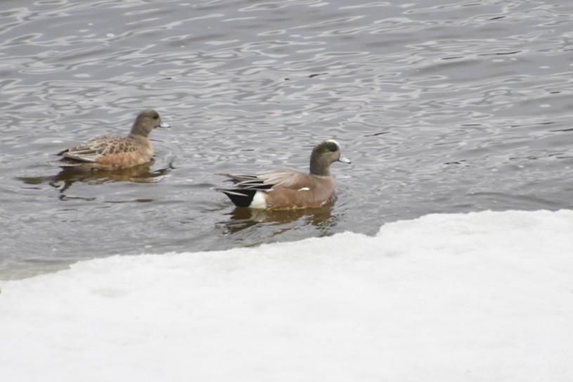 American Wigeon - Marianne Taylor