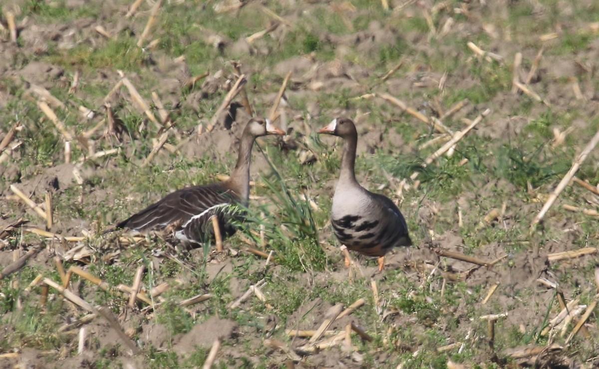 Greater White-fronted Goose - ML92769951