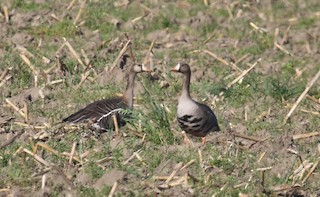 Greater White-fronted Goose, ML92769951
