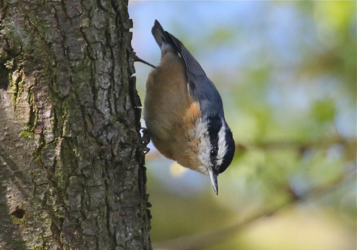 Red-breasted Nuthatch - ML92770391