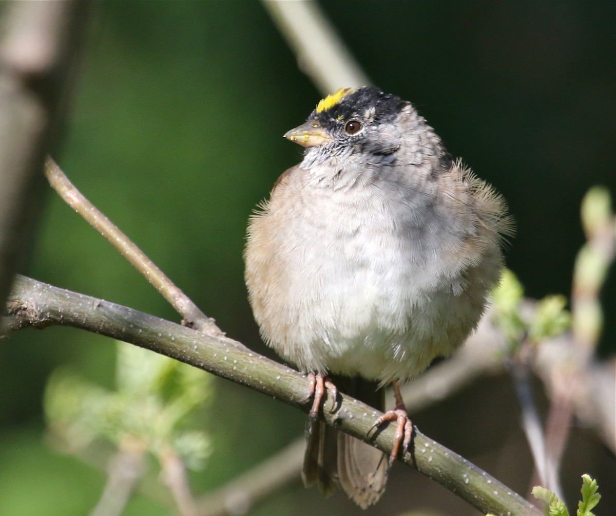 Golden-crowned Sparrow - Gil Ewing