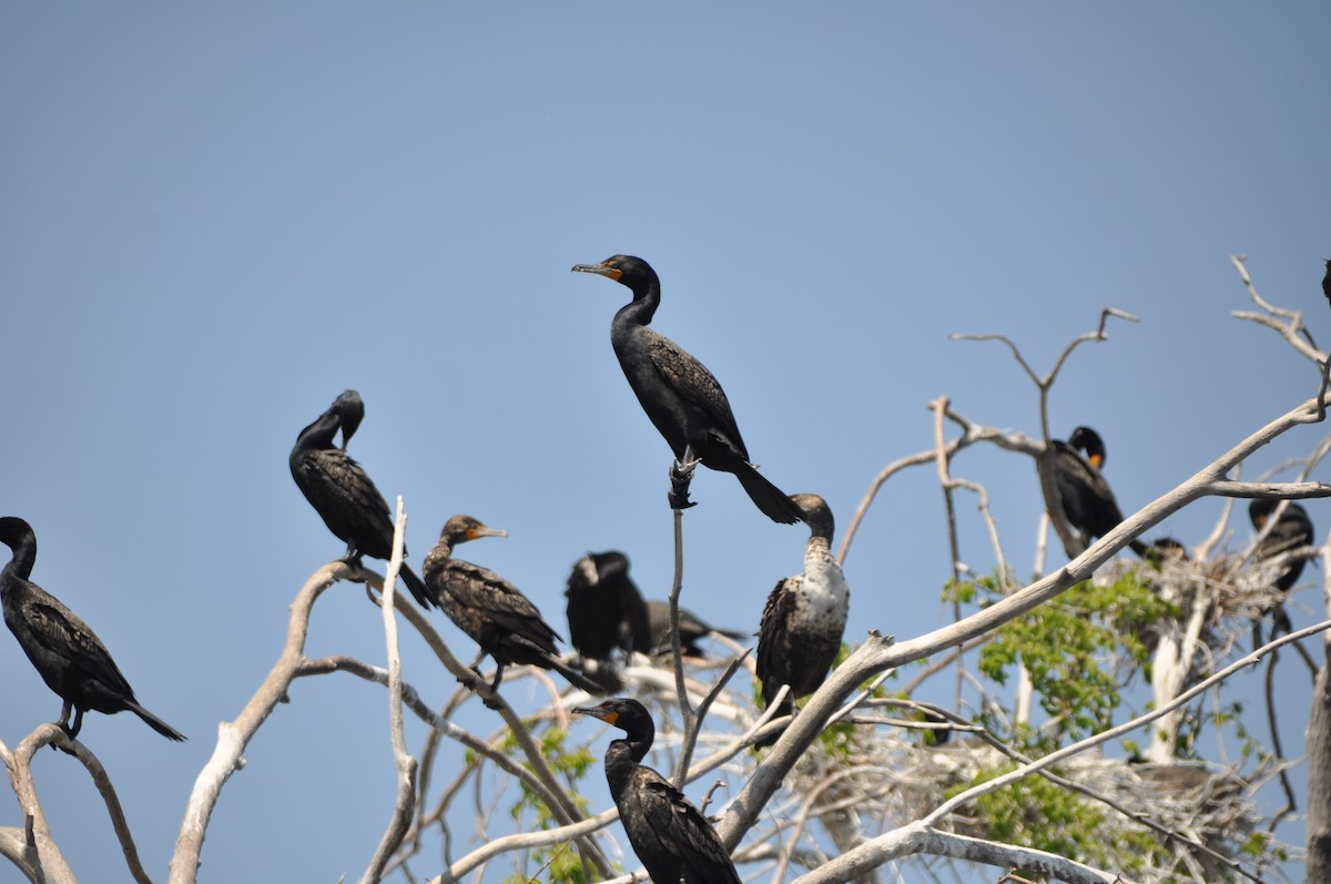 Double-crested Cormorant - Maggie Tilley