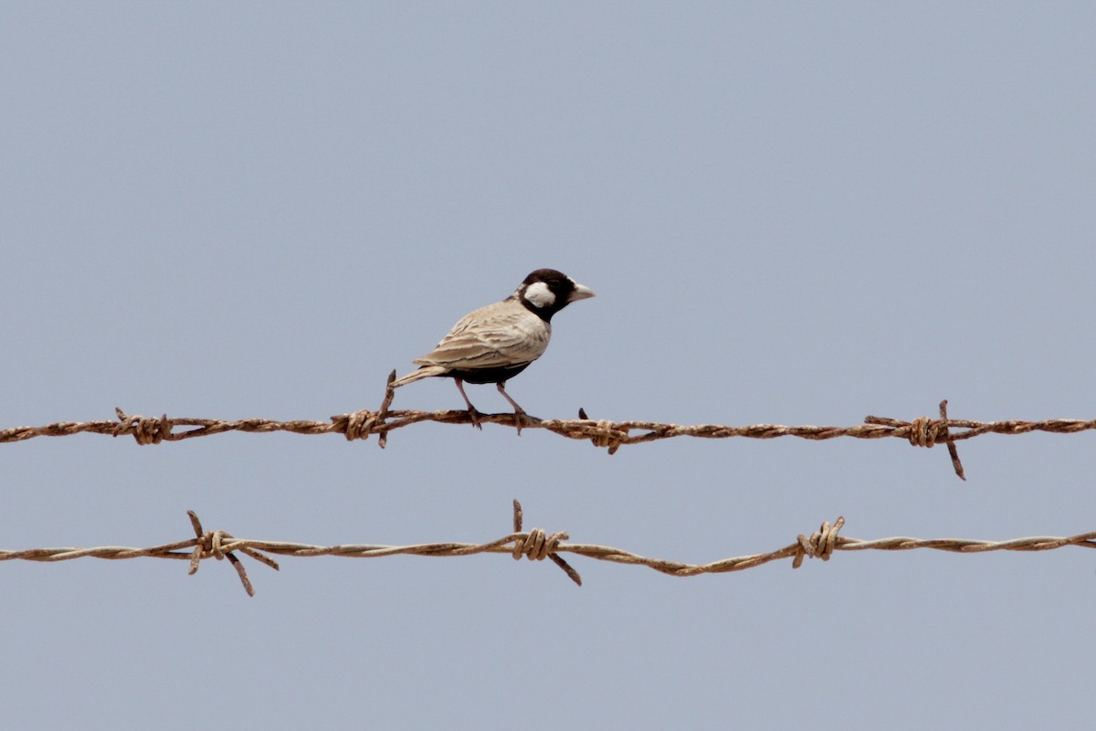 Black-crowned Sparrow-Lark - ML92772541
