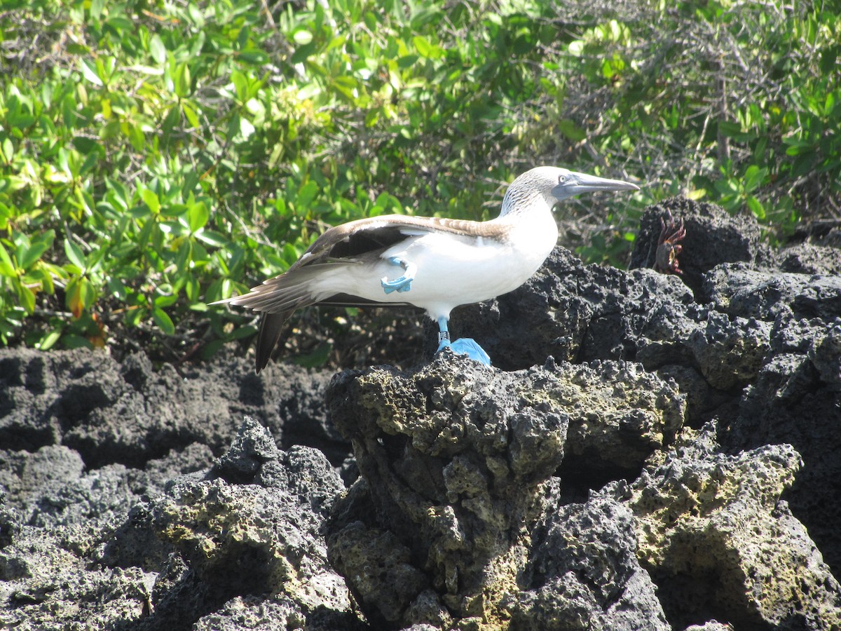 Blue-footed Booby - ML92773021