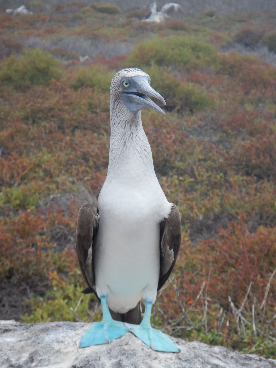 Blue-footed Booby - ML92773501