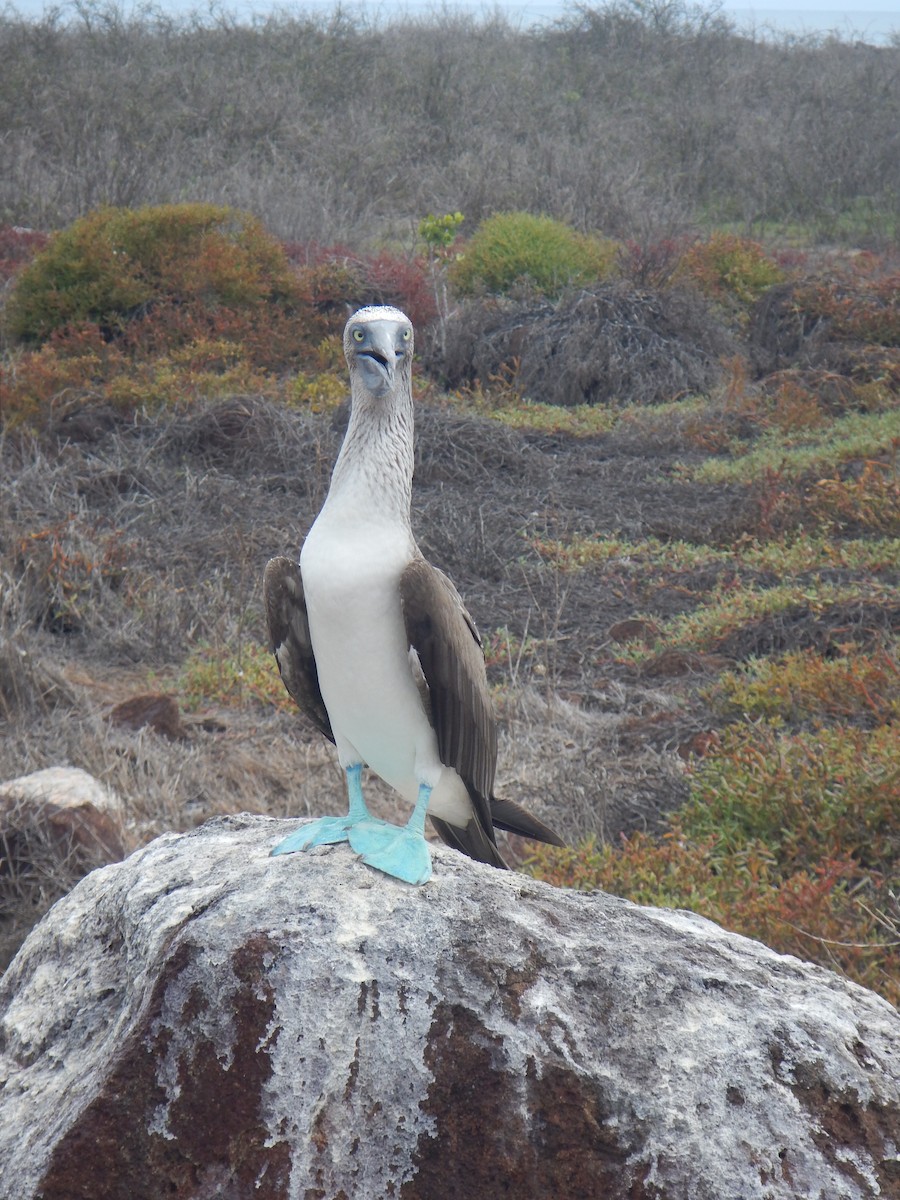 Blue-footed Booby - ML92773511