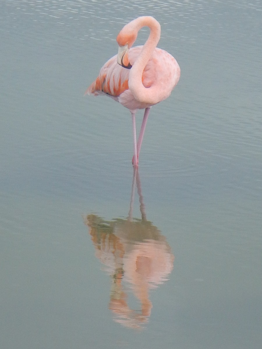 American Flamingo - ML92773851
