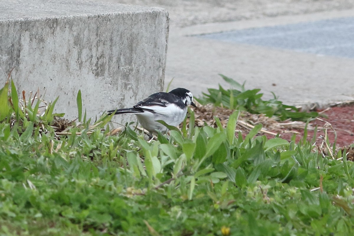 White Wagtail (Black-backed) - ML92774341