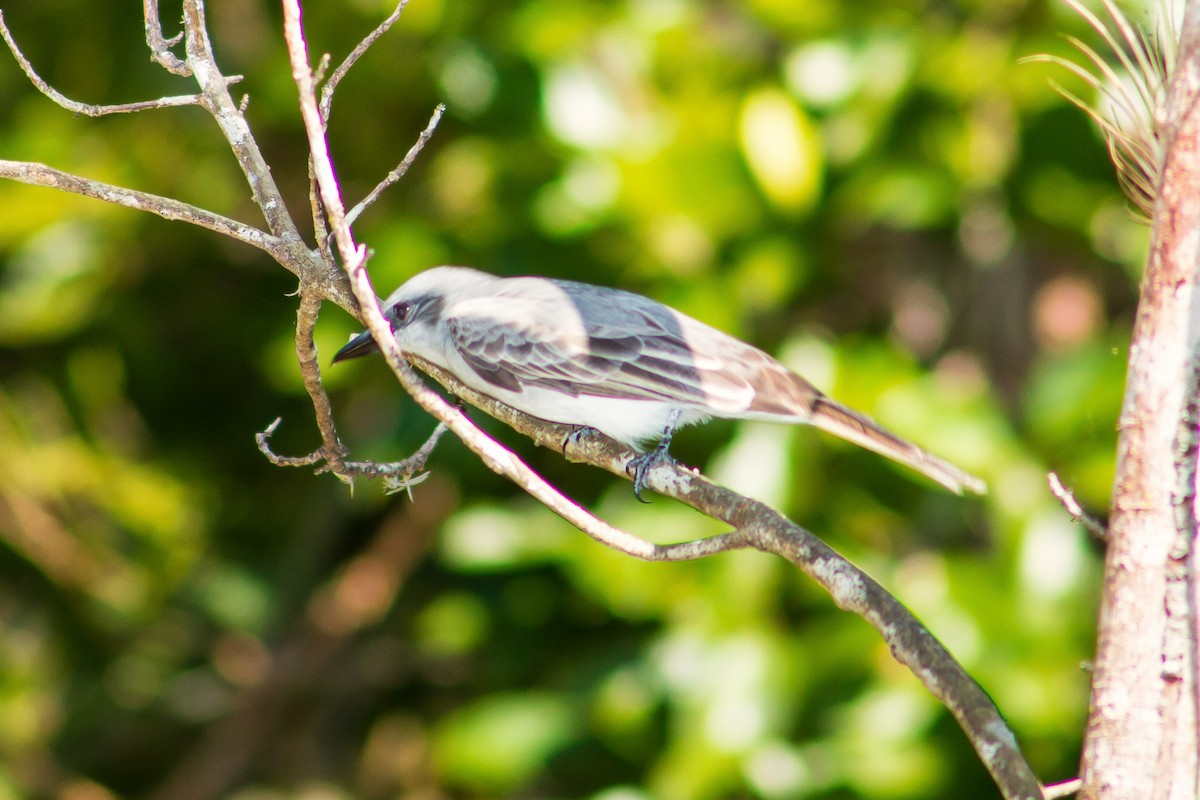 Gray Kingbird - graichen & recer