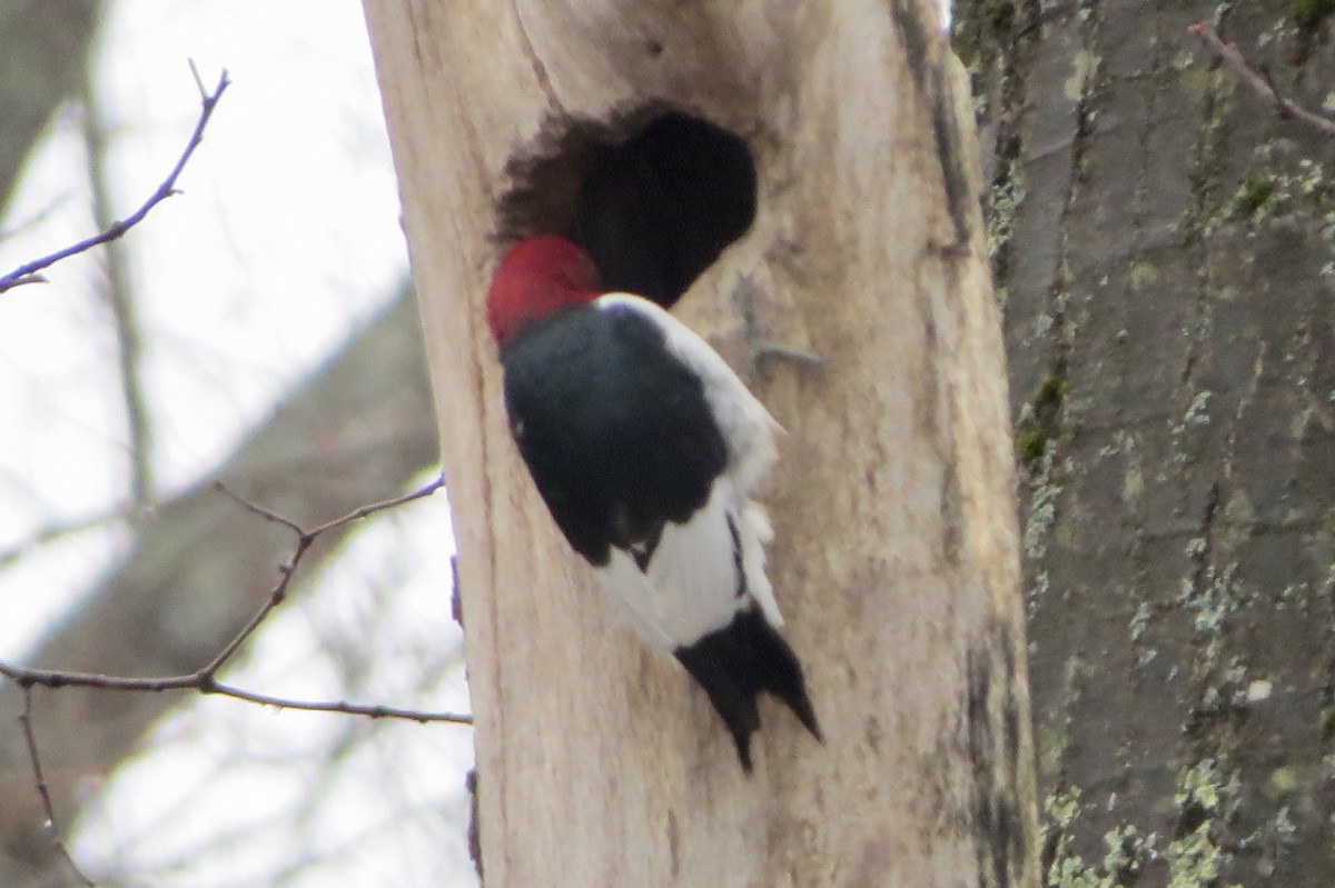 Red-headed Woodpecker - Jeanne-Marie Maher