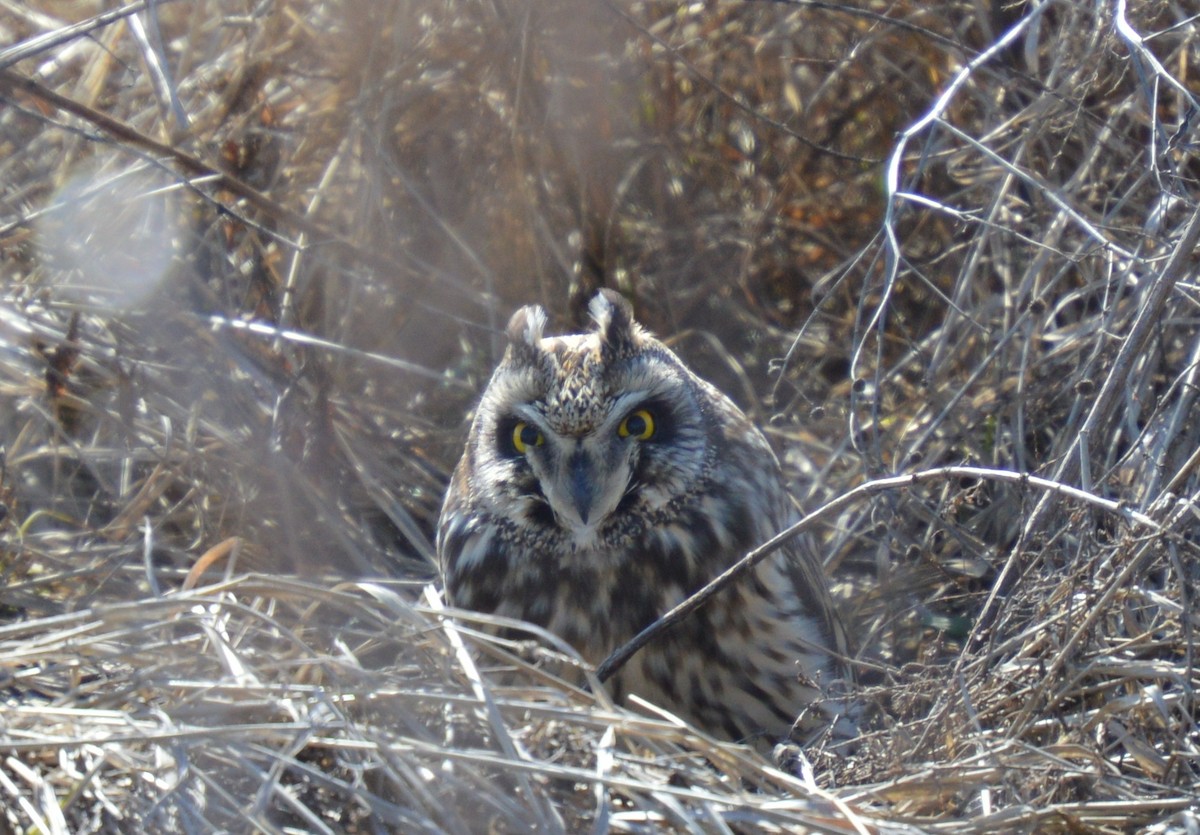 Short-eared Owl - ML92786061