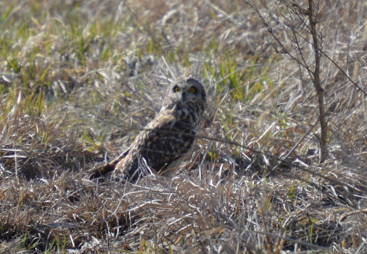 Short-eared Owl - ML92788161