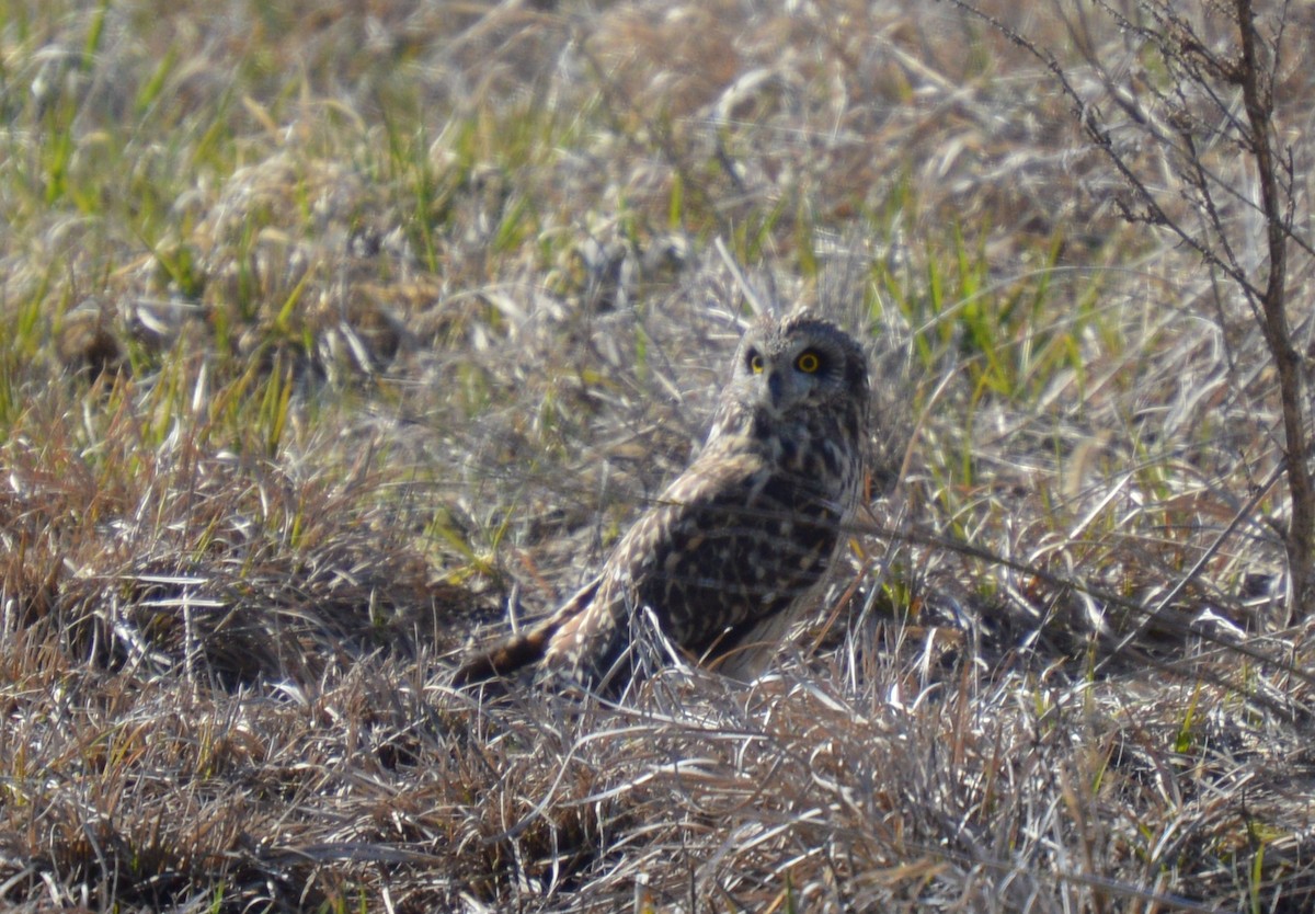 Short-eared Owl - ML92788201