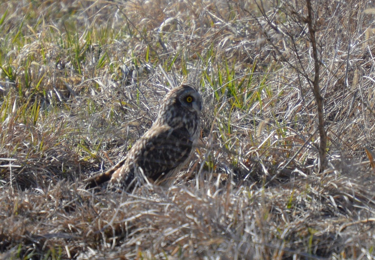 Short-eared Owl - ML92788831