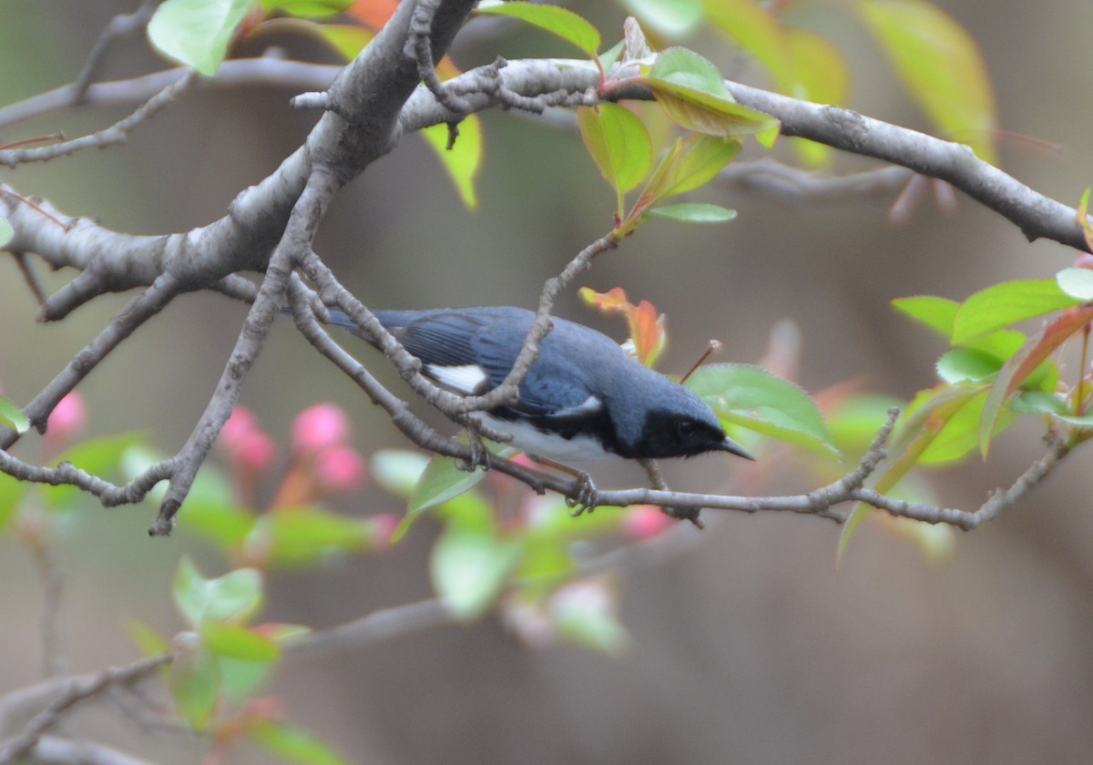 Black-throated Blue Warbler - Michael Turso