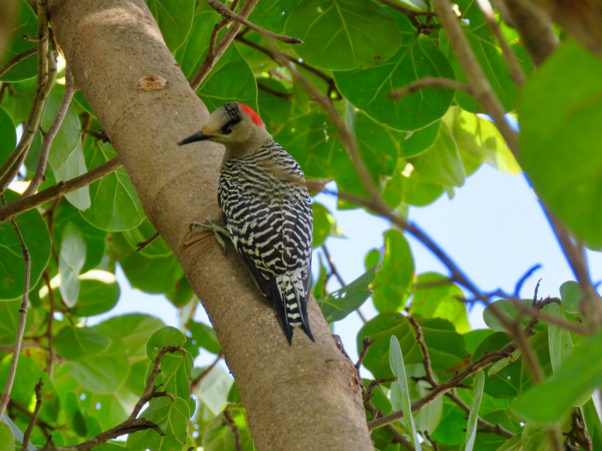 West Indian Woodpecker - Craig Watson