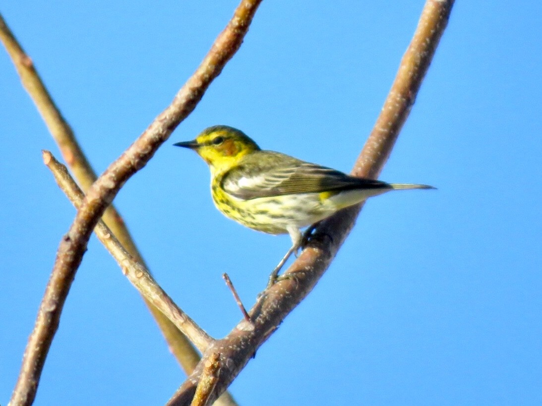 Cape May Warbler - ML92790651