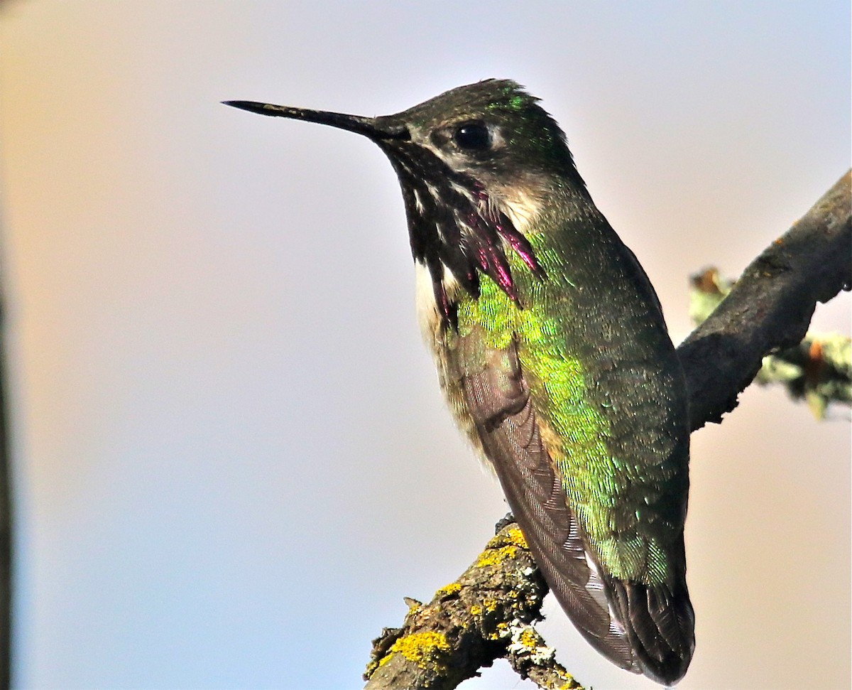 Calliope Hummingbird - Gil Ewing
