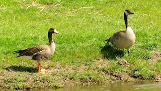 Greater White-fronted Goose, ML92793941