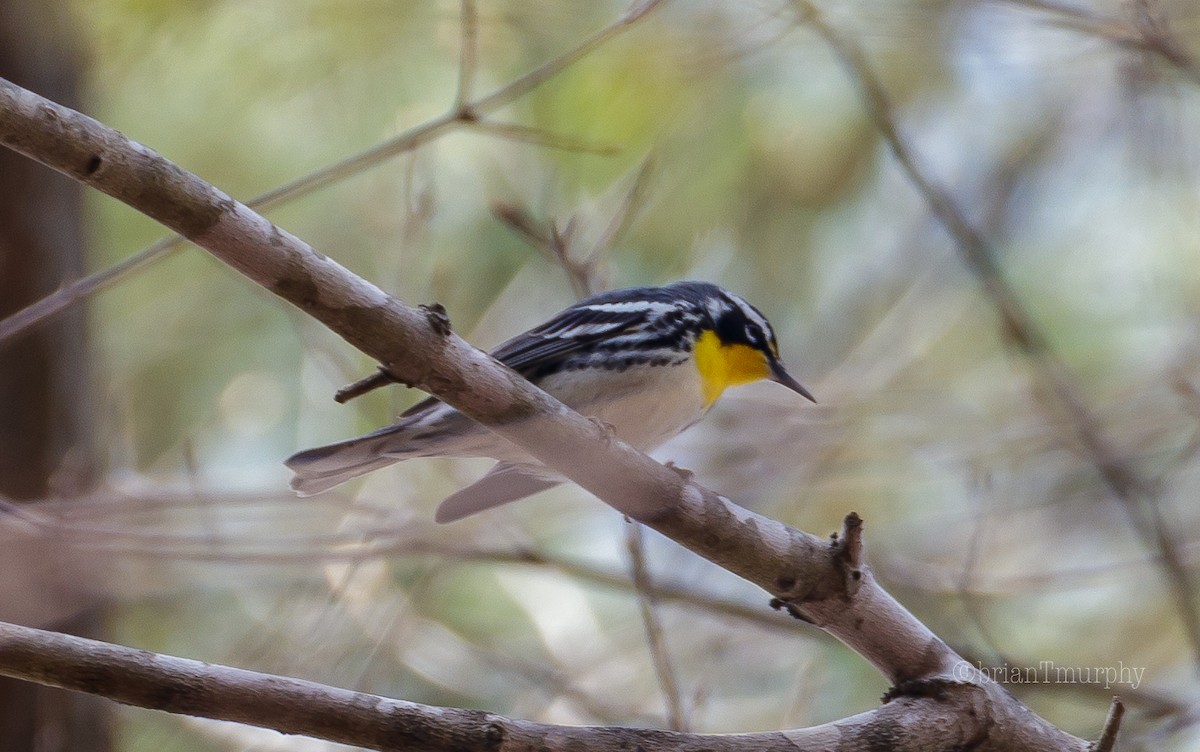 Yellow-throated Warbler - Brian Murphy