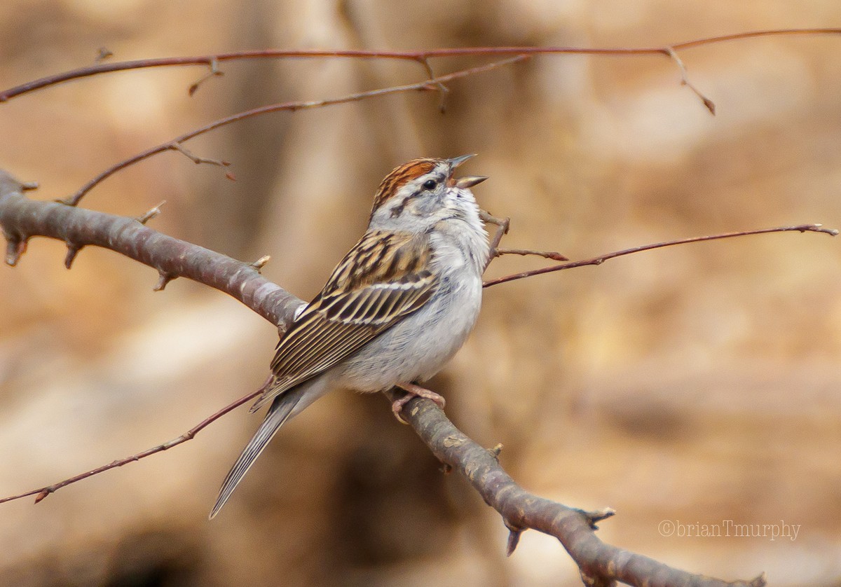 Chipping Sparrow - Brian Murphy