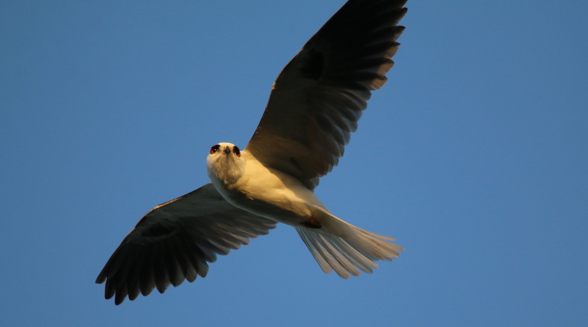 White-tailed Kite - Michelle Cano 🦜
