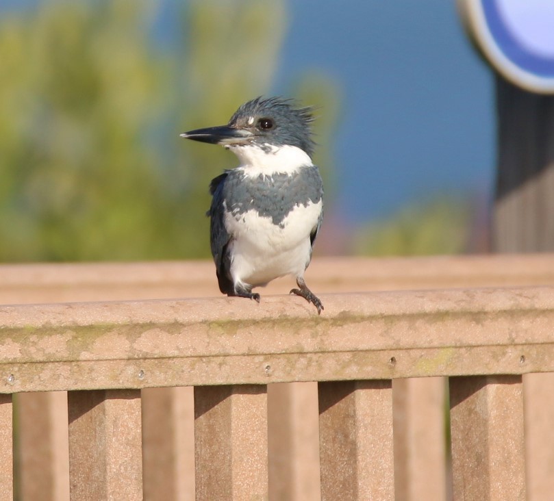Belted Kingfisher - ML92803181