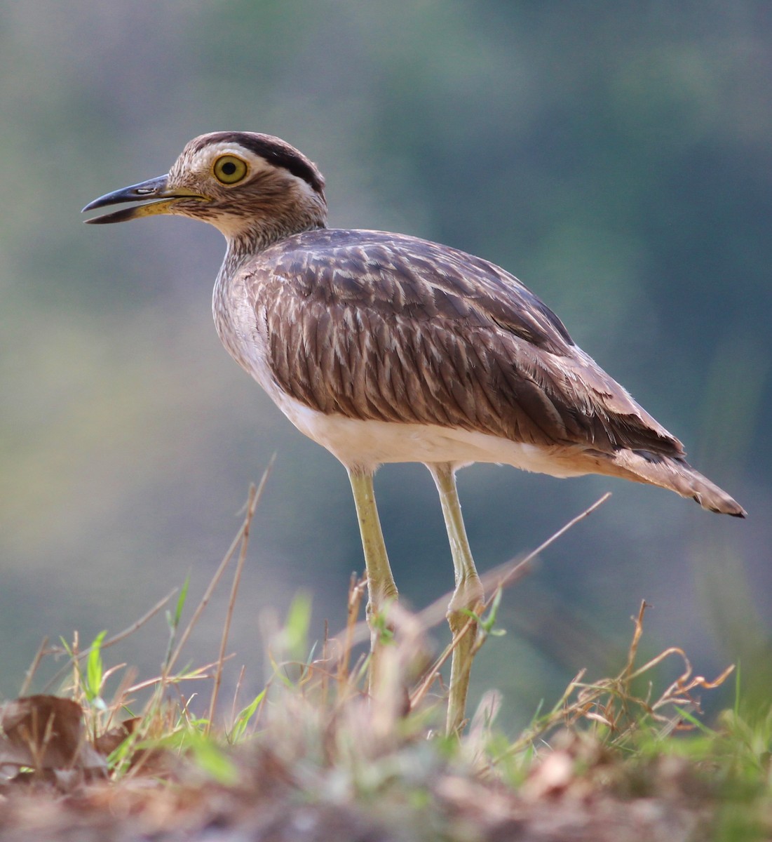 Double-striped Thick-knee - Tom Benson
