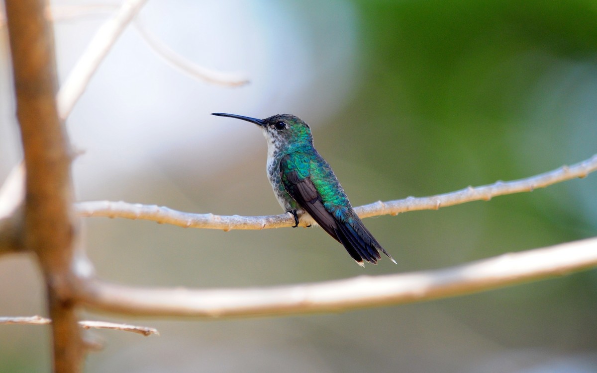 Sapphire-throated Hummingbird - Josanel Sugasti -photographyandbirdingtourspanama