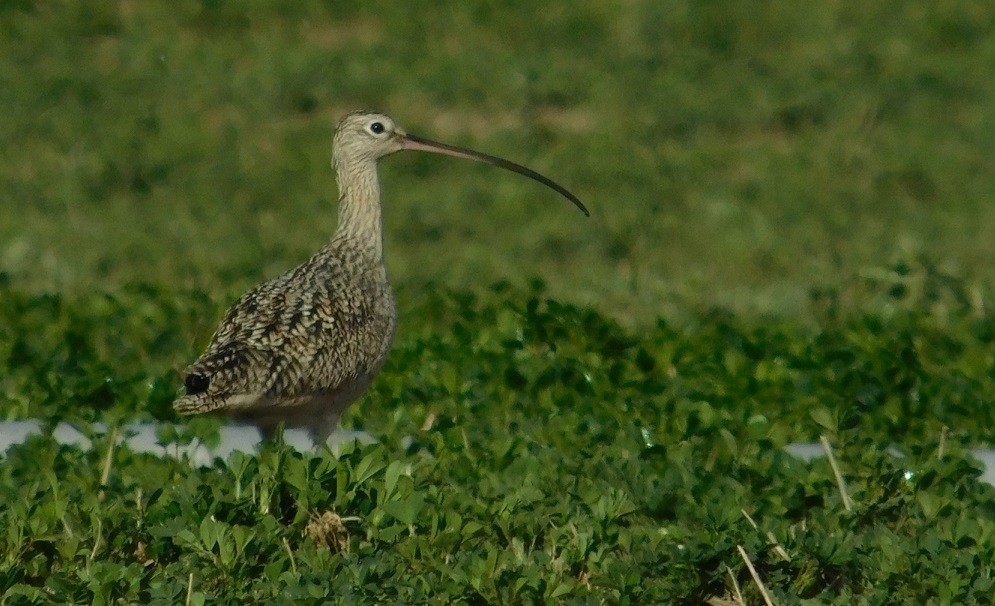 Long-billed Curlew - ML92810831